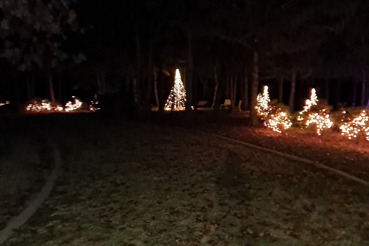 Trees 2-1200